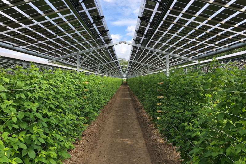 290W_B.72_Solar_Panel_SOLID_AGRO_B.72_Photovoltaik-Modul_f_r_Ertrag_Schutz_Mikroklima_EU