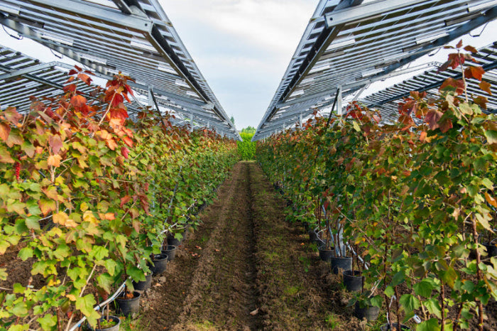 290W_B.72_Solar_Panel_SOLID_AGRO_B.72_Photovoltaik-Modul_f_r_Ertrag_Schutz_Mikroklima_EU